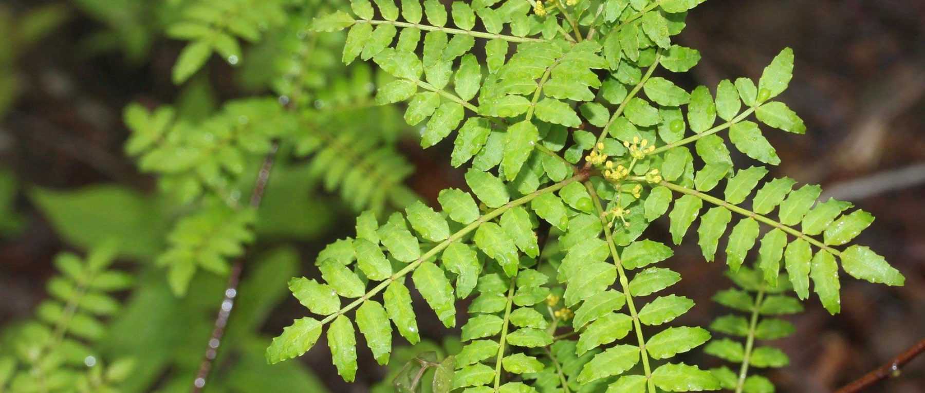 Sichuan pepper, <em>Zanthoxylum</em>: planting, to grow and harvest