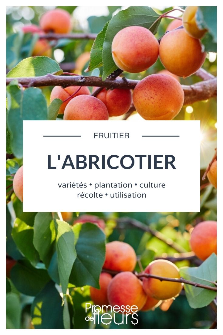Understanding Prunus Armeniaca: A Comprehensive Guide

Prunus armeniaca, commonly known as the apricot tree, is a delightful addition to any garden, offering both aesthetic beauty and practical benefits. This guide will provide you with all the essential information you need to grow and care for your apricot tree, ensuring it thrives in your garden.

### Characteristics of Prunus Armeniaca

The apricot tree is a deciduous plant, which means it sheds its leaves annually. It is renowned for its beautiful spring blossoms and its delicious, golden-orange fruits that are typically ready for harvest in late spring to early summer. The tree can reach heights of up to 8-12 meters, depending on the variety and growing conditions.

### Planting and Location

When planting your apricot tree, choose a sunny spot as apricots require plenty of sunlight to flourish. The soil should be well-draining and fertile to support healthy growth. It's advisable to plant the tree during the dormant season, which is from late autumn to early spring.

### Watering and Feeding

Apricot trees need regular watering, especially during the growing season. Ensure the soil is moist but not waterlogged. Overwatering can lead to root rot, which can severely affect the tree's health. Feeding your apricot tree with a balanced fertilizer in early spring can help promote vigorous growth and a bountiful fruit harvest.

### Pruning and Maintenance

Pruning is crucial for maintaining the health and productivity of your apricot tree. It helps to shape the tree, improve sunlight penetration, and encourage the growth of fruit-bearing branches. Prune your apricot tree annually during the dormant season, removing any dead or diseased wood and thinning out overcrowded branches.

### Common Pests and Diseases

Apricot trees can be susceptible to various pests and diseases. Common issues include aphids, caterpillars, and fungal diseases such as powdery mildew and leaf curl. Regular monitoring and early intervention can prevent these problems from becoming severe. Use appropriate organic or chemical treatments as necessary, following the manufacturer's instructions.

### Harvesting and Usage

The reward of growing Prunus armeniaca is the delicious fruits it produces. Apricots are typically ready for harvest when they are soft to the touch and have a deep, rich color. They can be eaten fresh, dried, or used in a variety of culinary dishes, from jams and jellies to savory sauces and desserts.

By following these guidelines, you can enjoy the dual benefits of beautiful blossoms and luscious fruits from your Prunus armeniaca. Whether you are a novice gardener or an experienced horticulturist, the apricot tree can be a rewarding addition to your garden.