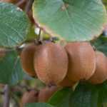 <em>Actinidia</em>, kiwifruit tree: planting, pruning, harvest