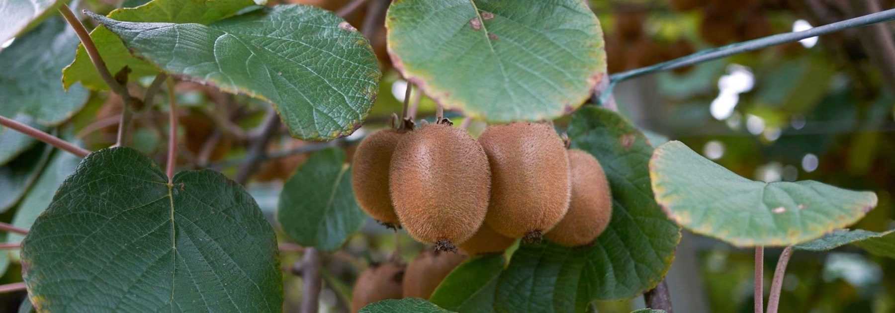 <em>Actinidia</em>, kiwifruit tree: planting, pruning, harvest