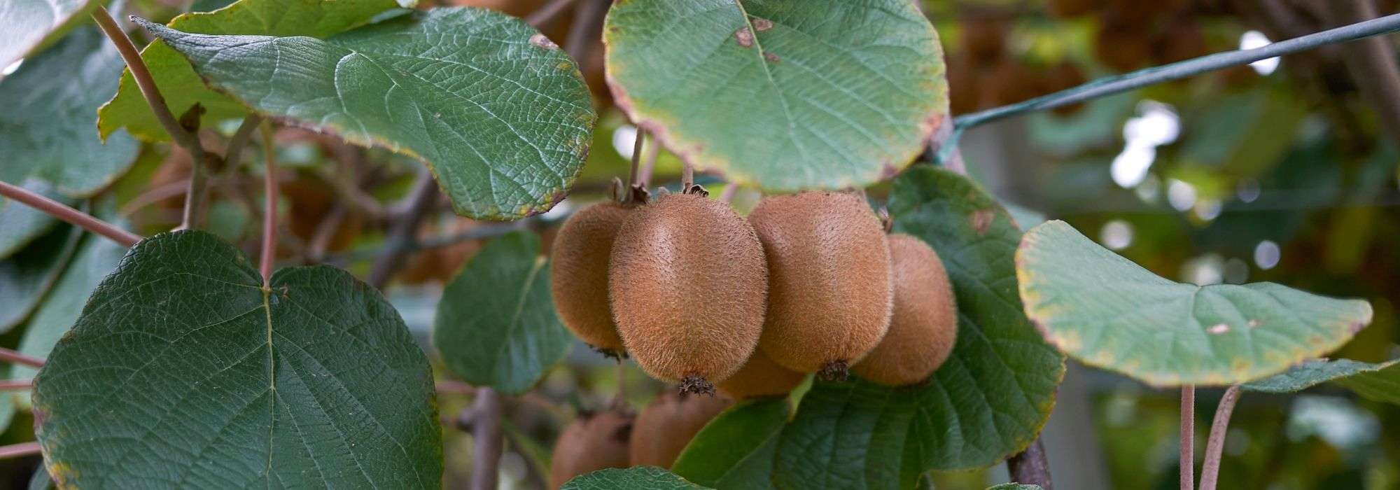 <em>Actinidia</em>, kiwifruit tree: planting, pruning, harvest
