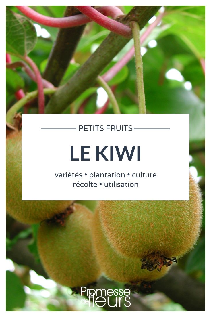 Actinidia, kiwi tree