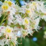 Horse chestnut, <em>Aesculus hippocastanum</em>: planting, growing and care
