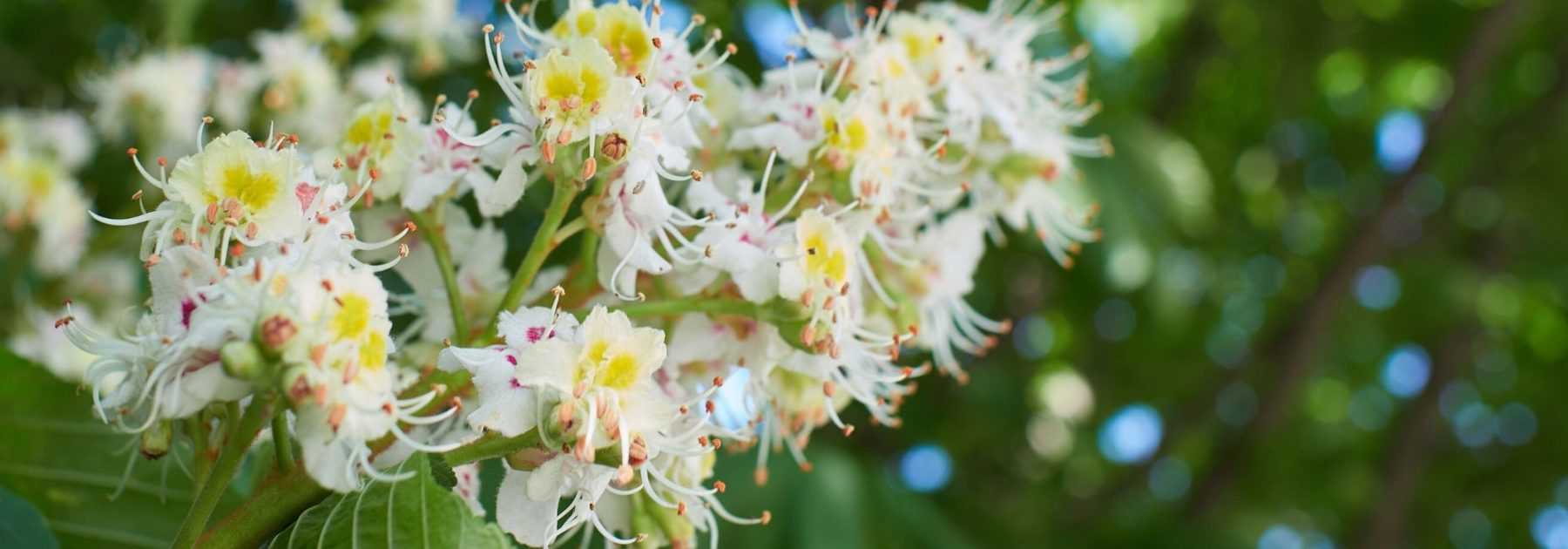 Horse chestnut, <em>Aesculus hippocastanum</em>: planting, growing and care