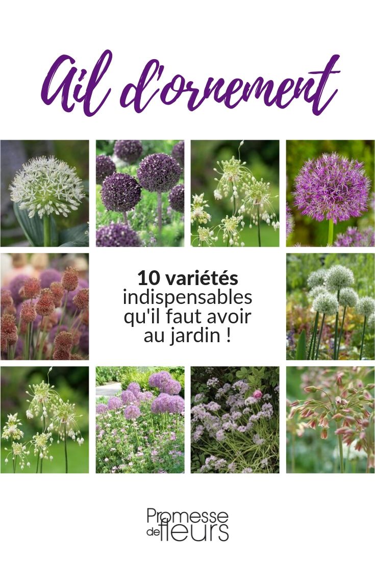 Ornamental Garlic: 10 Essential Varieties for the Garden