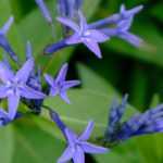 <em>Amsonia</em>, blue bluestar: planting and care