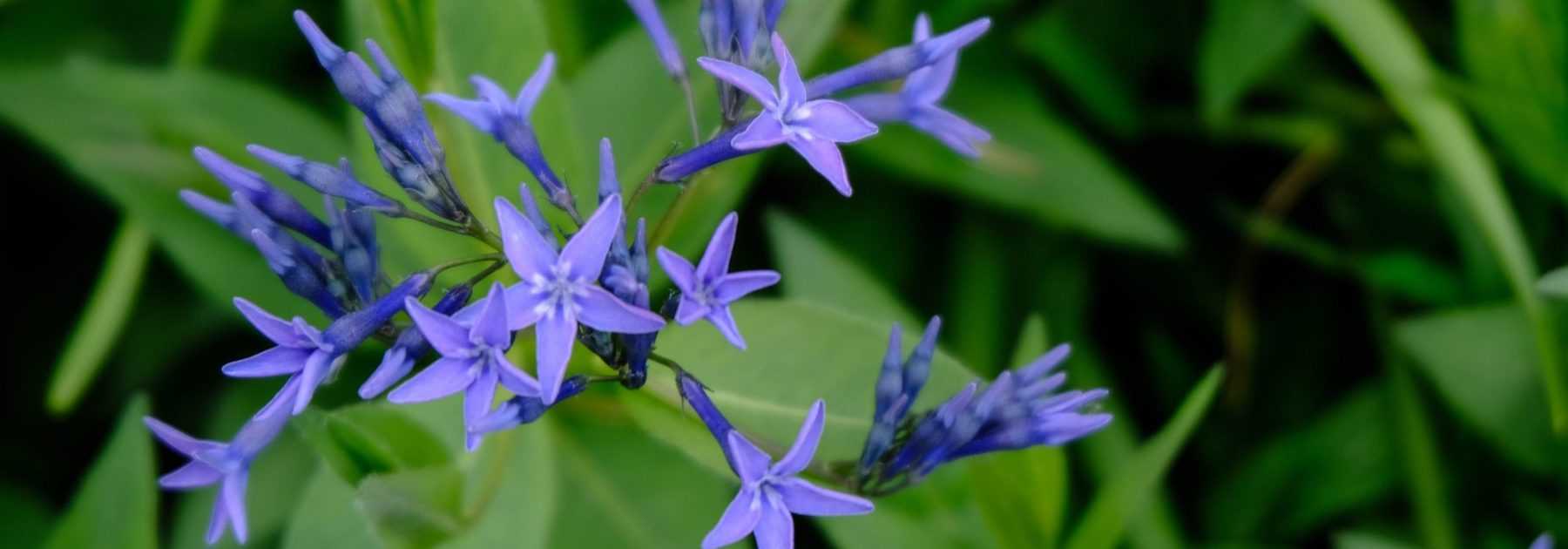 <em>Amsonia</em>, blue bluestar: planting and care