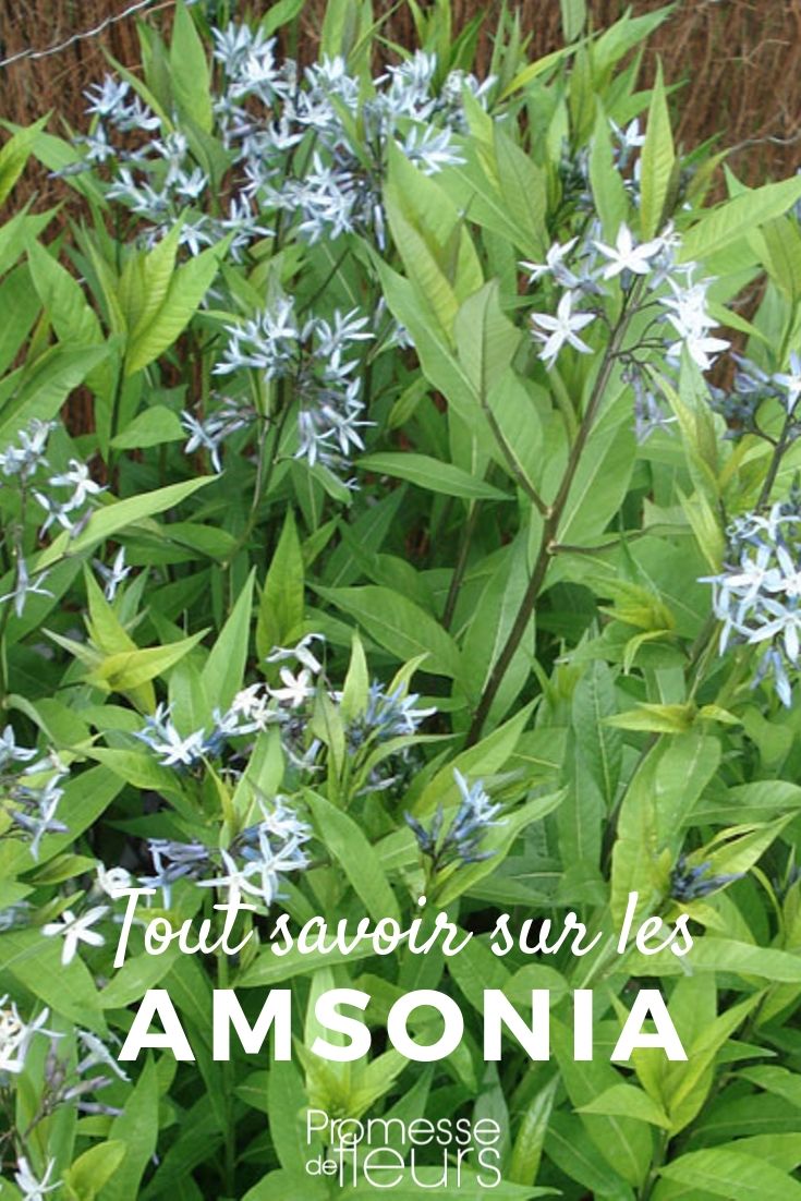 Amsonia: Everything You Need to Know
Amsonia, also known as bluestar, is a charming perennial that deserves a spot in any garden due to its star-shaped blue flowers and lush foliage that turns golden-yellow in autumn. This plant not only adds a splash of colour but also brings a structural component to garden beds and borders.
### Planting Amsonia
Amsonia thrives in full sun to partial shade and prefers well-drained soil. It is advisable to plant Amsonia in spring or autumn. When planting, ensure that the soil is loosened and enriched with compost to give the plants a good start.
### Care and Maintenance
Once established, Amsonia is relatively low maintenance. Water the plants regularly during their first growing season to help establish a robust root system. Thereafter, they are quite drought tolerant. Annual mulching can help retain moisture and suppress weeds. Pruning is not typically necessary, but you can trim back the foliage in late winter or early spring to maintain a tidy appearance.
### Uses in the Garden
Amsonia is versatile and can be used in various garden settings. It is excellent for creating a backdrop in perennial borders or adding texture to cottage gardens. Its resistance to deer and rabbits makes it a practical choice for rural gardens.
### Companion Plants
Amsonia pairs beautifully with other perennials such as peonies, irises, and daylilies. Its fine-textured foliage contrasts nicely with the broader leaves of these plants, creating an appealing visual dynamic.
In conclusion, Amsonia is a delightful addition to any garden, offering seasonal interest and ease of care. Whether you are a novice gardener or a seasoned horticulturist, Amsonia can enhance your outdoor space with its serene beauty and resilience. Amsonia: Everything You Need to Know
Amsonia, also known as bluestar, is a charming perennial that deserves a spot in any garden due to its star-shaped blue flowers and attractive foliage that turns golden-yellow in autumn. This plant is not only beautiful but also remarkably resilient, thriving in a variety of conditions.
### Ideal Growing Conditions
Amsonia grows best in full sun to partial shade. It prefers well-drained soil, although it is quite adaptable to different soil types. Once established, Amsonia is drought tolerant, making it an excellent choice for gardeners looking for low-maintenance plants.
### Planting and Care
Plant Amsonia in spring or early autumn. Space the plants about 30-45 cm apart to allow for their bushy growth. Water regularly during the first growing season to establish a deep, extensive root system. Once established, Amsonia requires little care, though you can prune it back in late winter to early spring to maintain a tidy shape and promote vigorous growth.
### Uses in the Garden
Amsonia is perfect for borders, cottage gardens, and naturalistic plantings. Its airy, light texture and blue flowers complement many other garden plants. Additionally, its autumn foliage provides a spectacular display of colour.
### Companion Plants
Pair Amsonia with other perennials that enjoy similar growing conditions. Good companions include coneflower (Echinacea), black-eyed Susan (Rudbeckia), and Russian sage (Perovskia), which will help create a vibrant and diverse garden display.
In conclusion, Amsonia is a versatile and low-maintenance perennial that can enhance the beauty and biodiversity of your garden. Its enduring appeal through multiple seasons makes it a valuable addition to any garden.