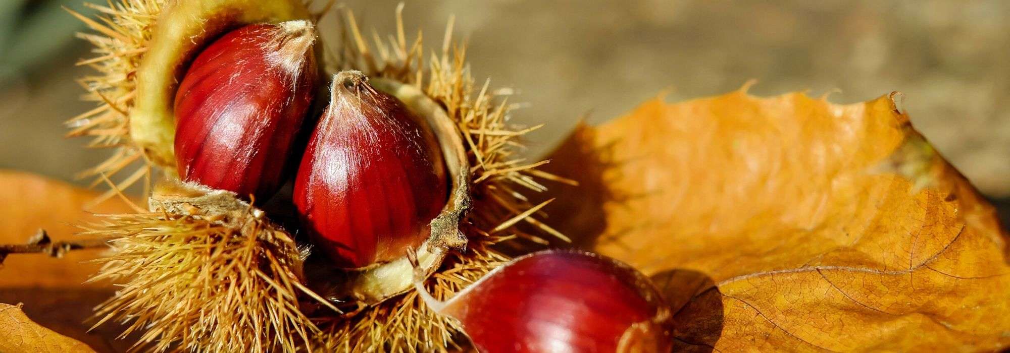 Chestnut tree: planting, pruning and care