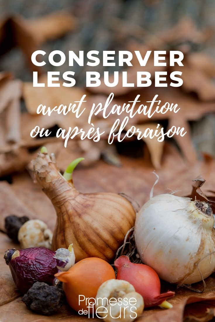 Preserving Flower Bulbs