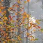 Why do leaves change colour and fall in autumn?