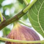 Fig tree: how to choose the right variety?