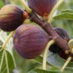 Fig tree, <em>Ficus carica</em>: planting, pruning and maintenance