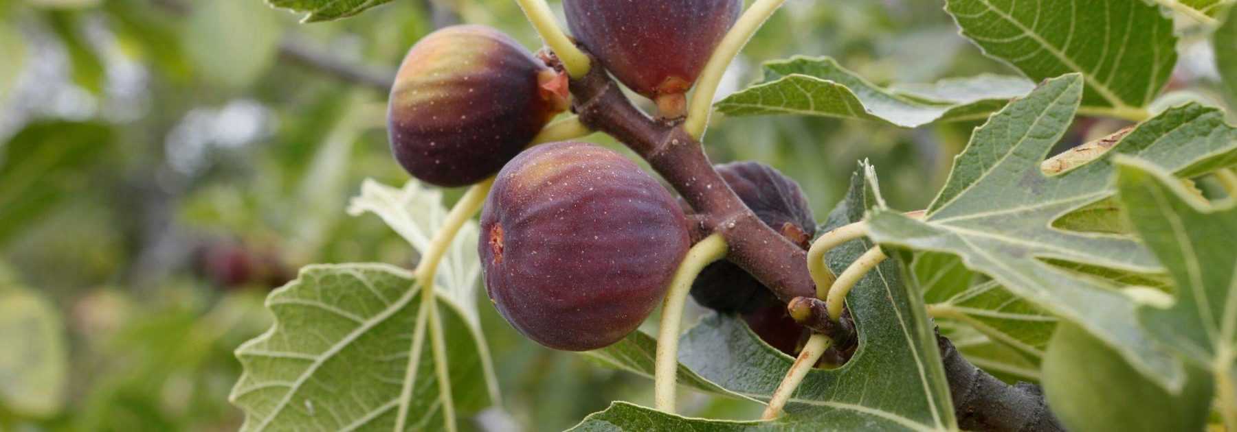 Fig tree, <em>Ficus carica</em>: planting, pruning and maintenance