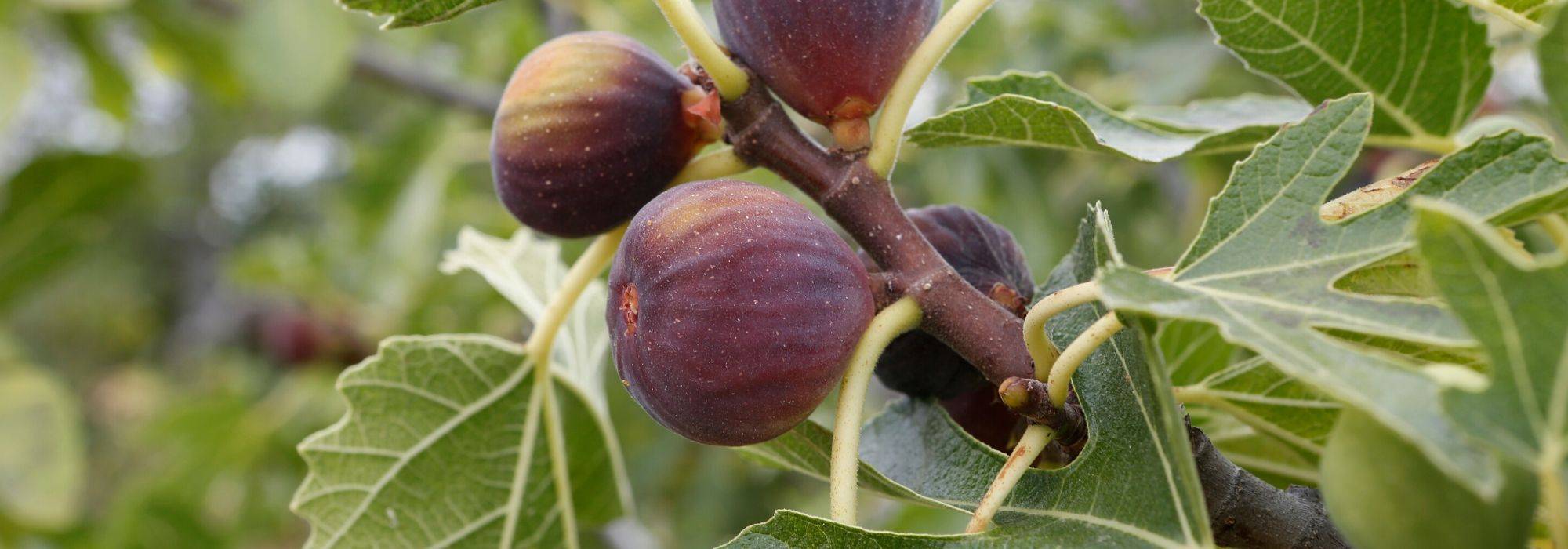 Fig tree, <em>Ficus carica</em>: planting, pruning and maintenance