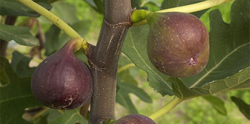 fig tree