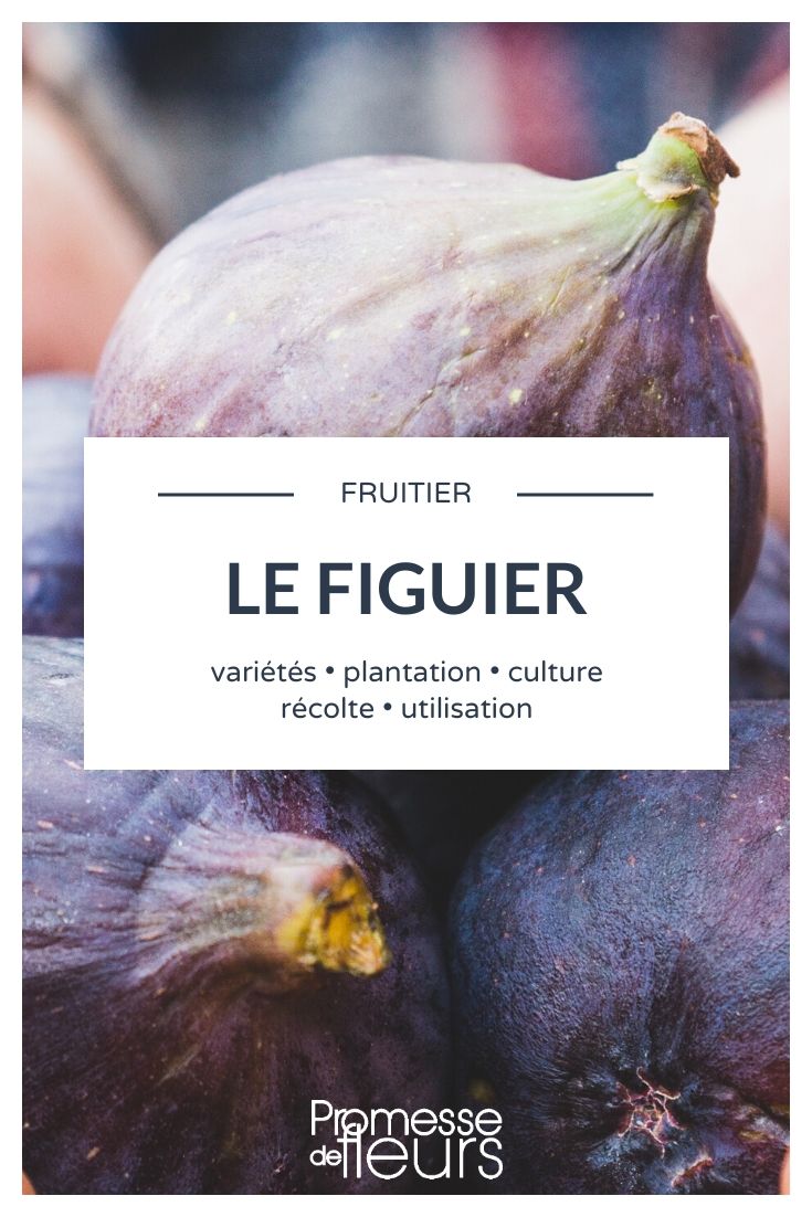 All About Ficus carica