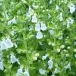 <em>Teucrium</em>, germander: planting, care