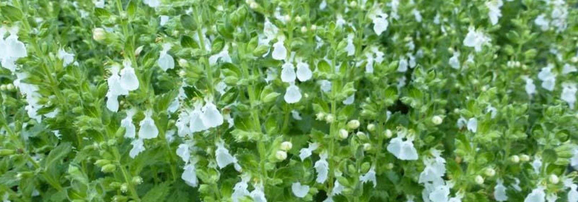 <em>Teucrium</em>, germander: planting, care