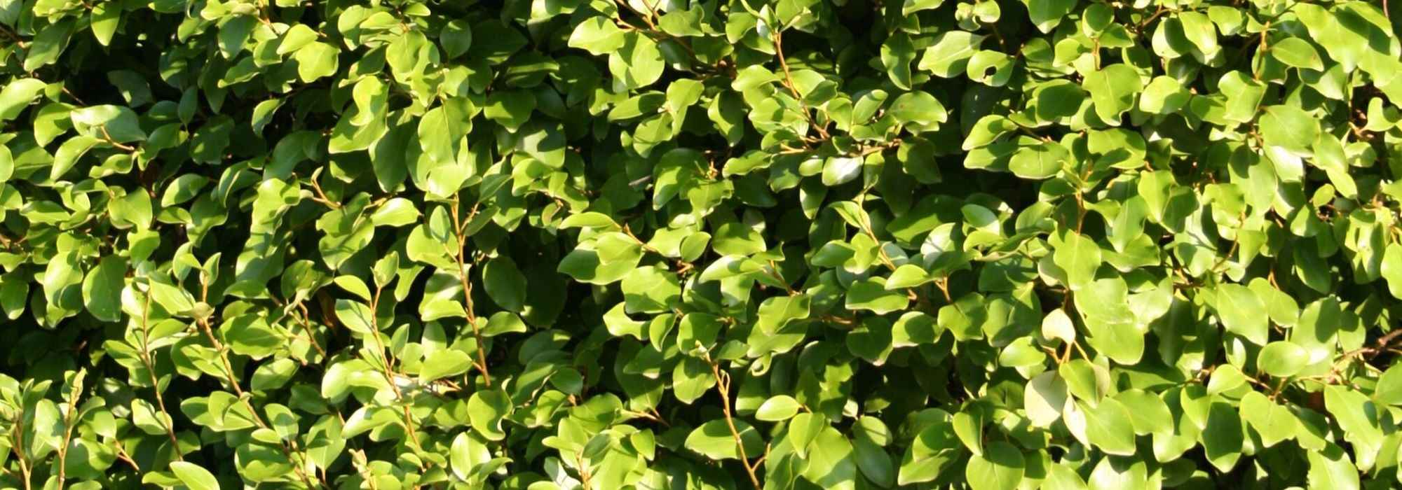 <em>Griselinia</em>, Griseline: plant, prune and care for