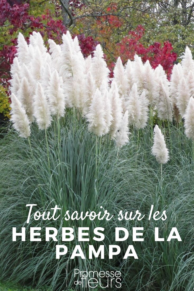 Cortaderia: Everything You Need to Know

Cortaderia, commonly known as {glossary:Pampas Grass}, is a striking ornamental grass that has become a favourite in many gardens across the UK and Ireland. This majestic plant is not only known for its impressive size and fluffy, feathery plumes, but also for its resilience and ease of care.

### Origin and Description

Cortaderia selloana originates from South America, thriving in the grasslands of Brazil, Argentina, and Chile. In its natural habitat, it can grow up to 3 metres in height, with plumes extending even further. The plant forms dense tussocks of long, arching leaves that are razor-sharp, and during late summer to autumn, it produces tall, silvery or pinkish plumes that last throughout the winter.

### Planting and Care

**Location:** Cortaderia thrives in full sun but can tolerate partial shade. It prefers a well-drained soil and is quite adaptable to different soil types, although it performs best in a fertile, loamy soil.

**Planting:** The best time to plant Pampas Grass is in the spring. This allows the plant to establish itself during the warmer months. When planting, ensure there is ample space for the grass to spread, as it can become quite large.

**Watering:** Once established, Cortaderia is relatively drought-tolerant. However, during its first growing season, it's important to keep the soil consistently moist to ensure healthy root development.

**Maintenance:** Pampas Grass requires minimal maintenance. It can benefit from an annual trim in late winter or early spring before new growth begins. This helps to keep the plant looking tidy and encourages healthy new growth.

**Pests and Diseases:** Cortaderia is generally pest-free, but it can occasionally suffer from fungal diseases if conditions are too damp. Ensuring good air circulation around the plant can help prevent these issues.

### Uses in the Garden

Cortaderia can be used as a specimen plant due to its size and dramatic appearance. It's also effective when planted in groups to create a screen or windbreak. Additionally, the dried plumes can be used in floral arrangements, adding a touch of elegance to indoor settings.

### Considerations

While Cortaderia is a beautiful addition to the garden, it's important to handle it with care due to its sharp leaves. Wearing gloves and long sleeves during maintenance is advisable. Furthermore, in some areas, Cortaderia is considered invasive, so it's important to check local guidelines before planting.

In conclusion, Cortaderia or Pampas Grass is a versatile and low-maintenance plant that can add beauty and structure to your garden. With proper care and placement, it can provide year-round interest and become a central feature in your outdoor space.