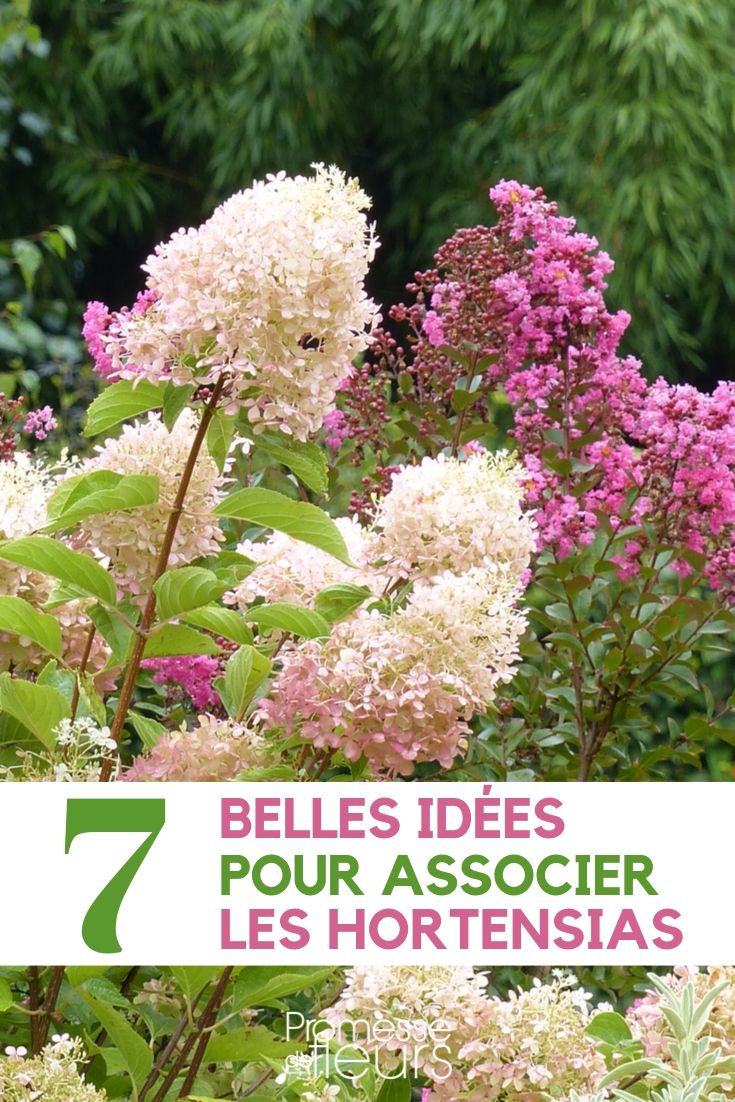 Pairing Hydrangeas: 7 Ideas