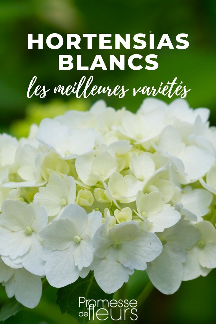 White Hydrangea: The Best Varieties
