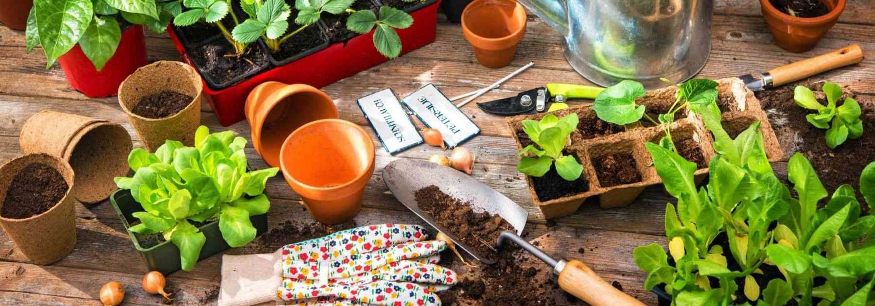 5 ways to get plants for free