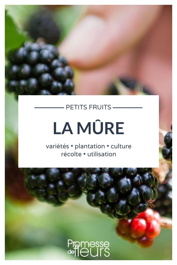 blackberry, Rubus