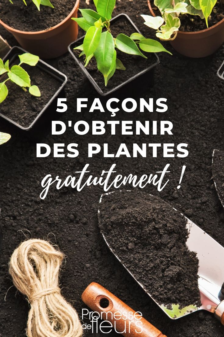 Free Young Plants: 5 Ways to Acquire Them