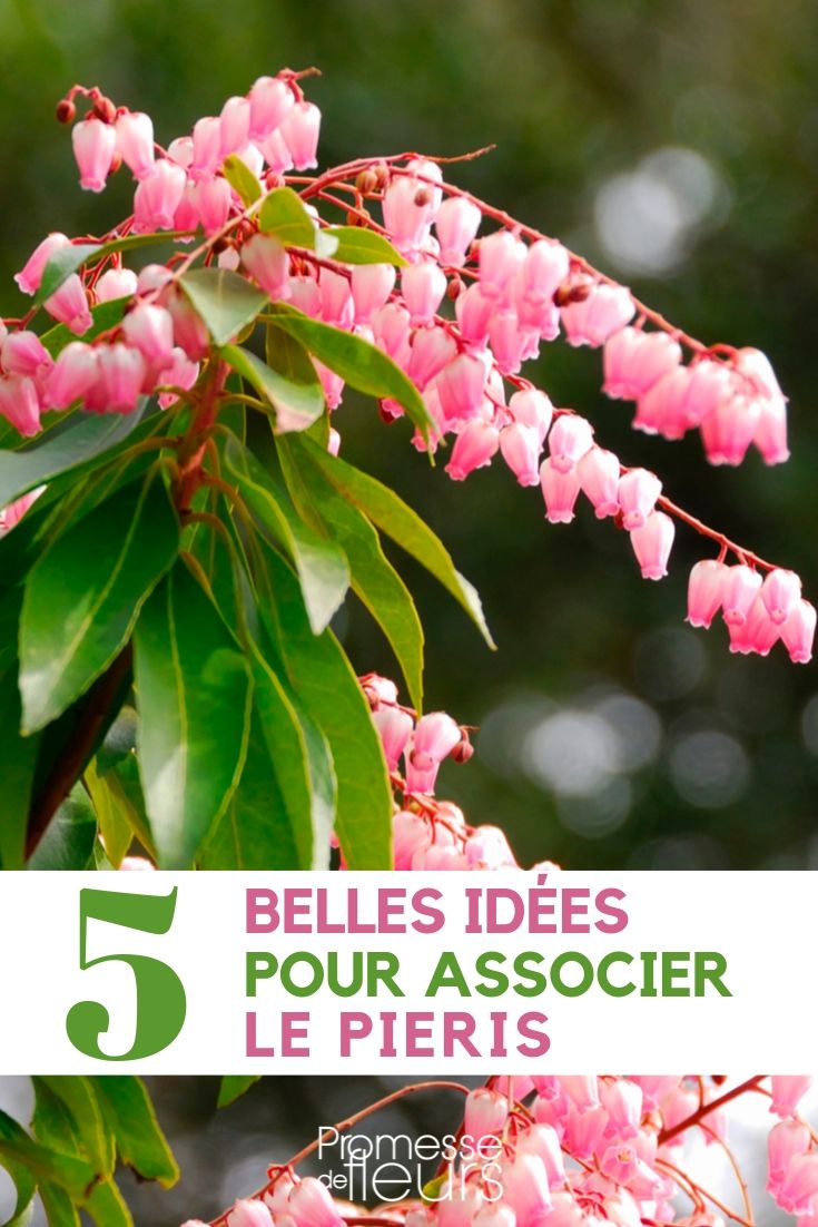 Pieris, Andromeda - Incorporating it into the Garden (1)