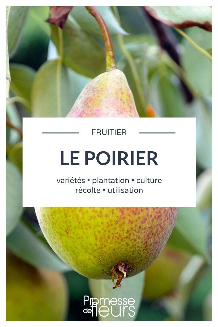 pear tree