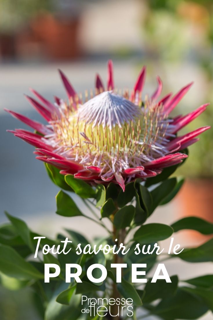 Protea: Everything You Need to Know
The Protea, a captivating genus of flowering plants, is native to the southern hemisphere, predominantly found in South Africa. Known for their distinctive appearance and striking beauty, proteas are a favourite among gardeners and floral enthusiasts alike. In this article, we'll delve into everything you need to know about growing and caring for these magnificent plants.
### Characteristics of Protea
Proteas belong to the family Proteaceae. They are well-known for their large and colourful bracts that surround a central cluster of flowers. The actual flowers are usually small and less conspicuous compared to the vibrant bracts. These plants can vary greatly in size, shape, and colour, making them a diverse group to explore.
### Planting Protea
When planting proteas, it's crucial to consider their need for well-drained soil and full sun exposure. They thrive in poor soils with low nutrient content, which helps to discourage lush leaf growth at the expense of flowers. It's recommended to use a sandy or gritty soil mix to enhance drainage.
### Care and Maintenance
Watering is a critical aspect of protea care, especially during their growing season. However, they do not tolerate overwatering well, as it can lead to root rot. During the winter months, reduce watering significantly to match their natural growing conditions.
Fertilisation should be approached with caution. Use a low-phosphorus, slow-release fertiliser, as high phosphorus levels can be harmful to proteas.
Pruning is beneficial for proteas not only to shape the plant but also to encourage more prolific blooming. It's best to prune after the blooming season has ended.
### Common Varieties
There are numerous varieties of protea to consider for your garden, including:
- **Protea cynaroides** (King Protea): Known as the national flower of South Africa, this variety boasts large, striking flowers and is relatively easy to grow.
- **Protea neriifolia** (Oleanderleaf Protea): This variety features narrow, leathery leaves and produces beautiful flowers that range in colour from pink to deep blue.
- **Protea compacta** (Bot River Protea): Known for its compact form, it is ideal for smaller gardens.
### Challenges in Growing Protea
Proteas can be susceptible to fungal diseases, particularly in humid or overly wet conditions. Ensuring good air circulation around the plants and avoiding overhead watering can help prevent these issues.
Pests such as aphids and scale insects can also pose a threat to proteas. Regular inspection and prompt treatment with appropriate eco-friendly pesticides can keep these pests at bay.
### Conclusion
Growing proteas can be a rewarding experience, offering a touch of exotic flair to your garden. With their unique appearance and vibrant colours, they are sure to be a conversation starter. By following the proper care guidelines, you can enjoy the beauty of proteas for many seasons to come.
For more gardening tips and insights, stay tuned to our blog! Proteas: Cultivation Guide