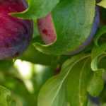 Plum tree, mirabelle plum tree: planting, pruning, harvest