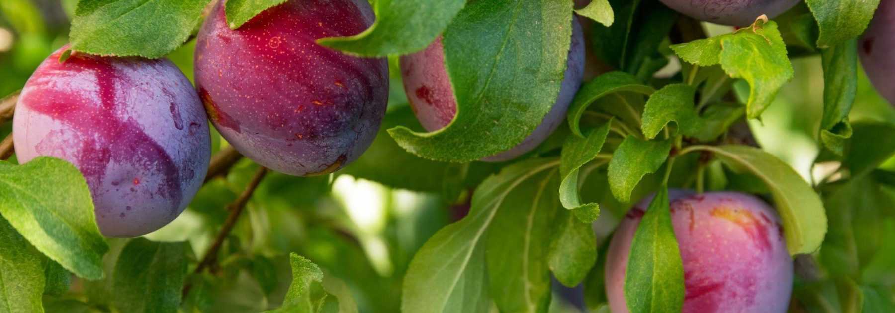 Plum tree, mirabelle plum tree: planting, pruning, harvest