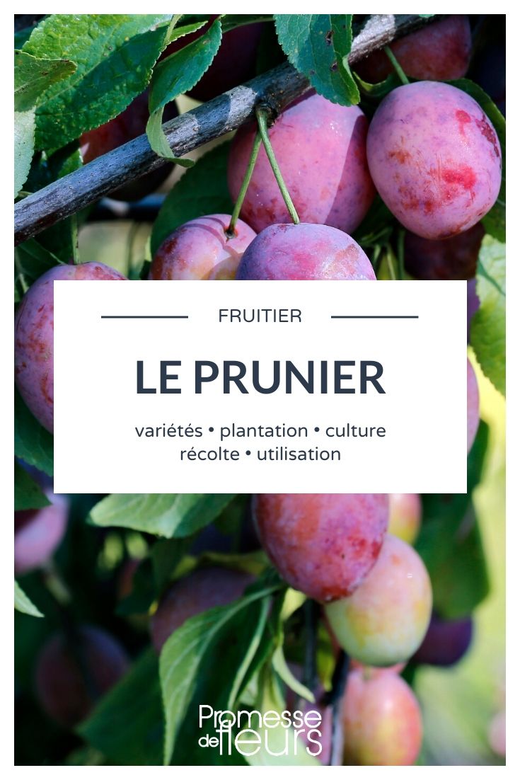 plum