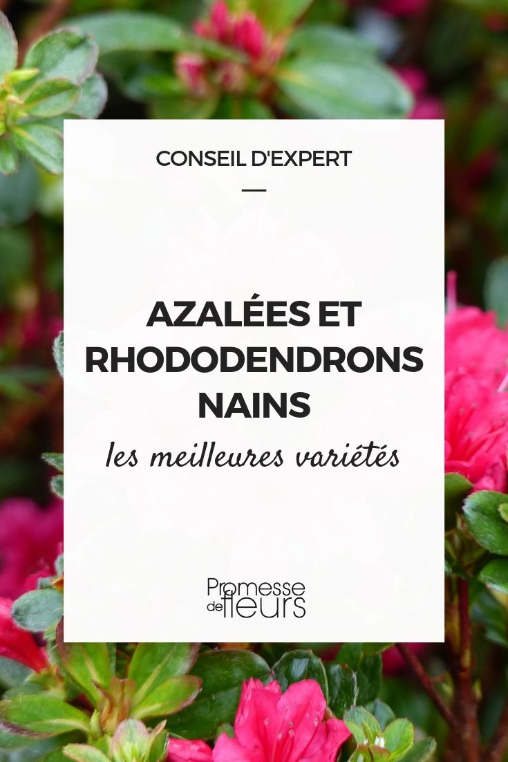 Azaleas and Dwarf Rhododendrons: The Best Varieties