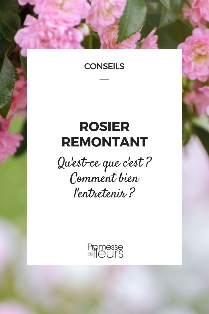 Perpetual Rose: Definition, Cultivation Advice