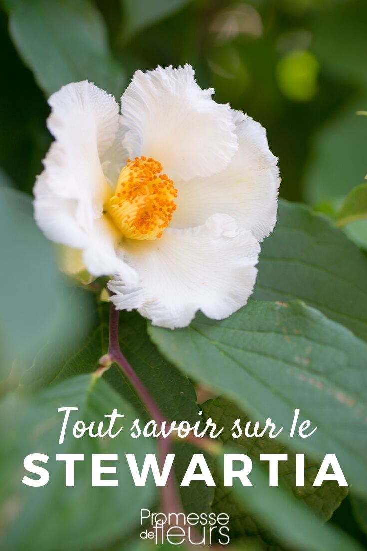All About the False Camellia