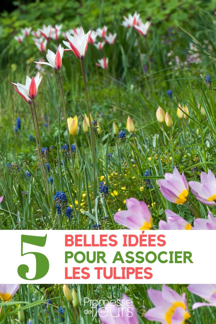 Incorporating Tulips into Your Garden

Tulips, with their vibrant colours and elegant shapes, are a splendid addition to any garden. Whether you're looking to create a stunning spring display or simply want to enhance your garden's aesthetic, tulips are a versatile choice that can bring much-needed cheer after the winter months.

### Choosing the Right Spot

Tulips thrive in well-drained soil and require a spot that receives ample sunlight. They are perfect for borders, under shrubs, or in container gardens. It's essential to ensure the area you choose does not retain water, as this can lead to bulb rot.

### Planting Tips

The best time to plant tulip bulbs is in the autumn, a few weeks before the ground freezes. This allows the bulbs to establish roots before the winter. Plant the bulbs at a depth of about three times their size, with the pointed end facing upwards. Spacing between bulbs should be approximately 2-3 inches to allow for adequate growth.

### Design Ideas

Tulips come in a variety of colours and can be used to create a monochromatic look or a vibrant tapestry of different hues. For a striking effect, consider planting a single colour in a large group. Alternatively, mix different shades or pair tulips with contrasting flowers like forget-me-nots or daffodils for a delightful spring tableau.

### Ongoing Care

Once tulips have bloomed, it's important to allow the foliage to die back naturally. This process helps the bulbs gather energy for the next year's growth. Avoid cutting back the leaves until they have yellowed and withered. In terms of watering, tulips generally require little maintenance, though it's crucial to keep the soil moist if the weather is particularly dry.

### Perennial or Annual?

While tulips are technically perennials, many gardeners treat them as annuals because their bloom diminishes after the first year. For continued vibrancy, consider planting new bulbs each autumn.

By following these tips, you can ensure that tulips will be a dazzling highlight in your garden every spring. Their timeless beauty and simplicity make them an enduring favourite among gardeners.