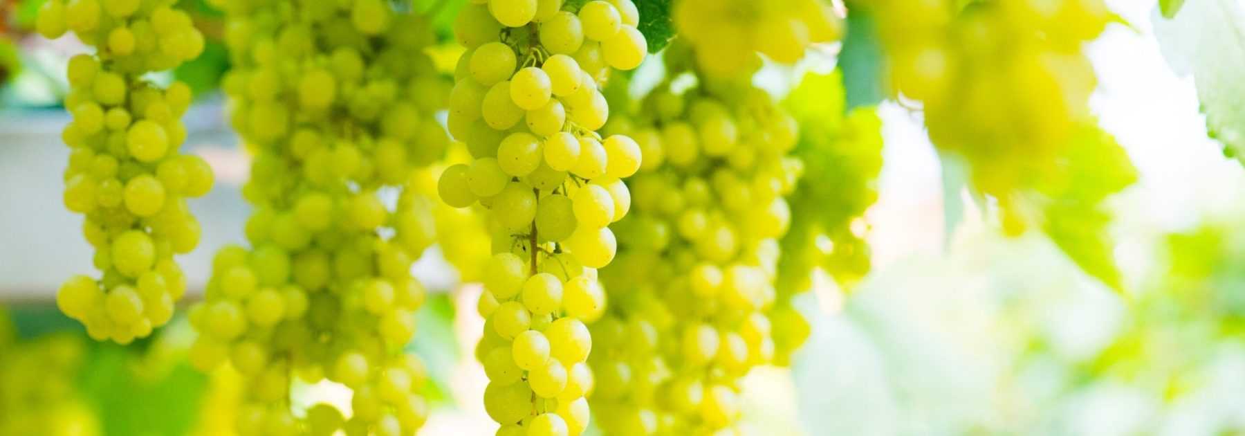 Grapevine: planting, cultivation, pruning