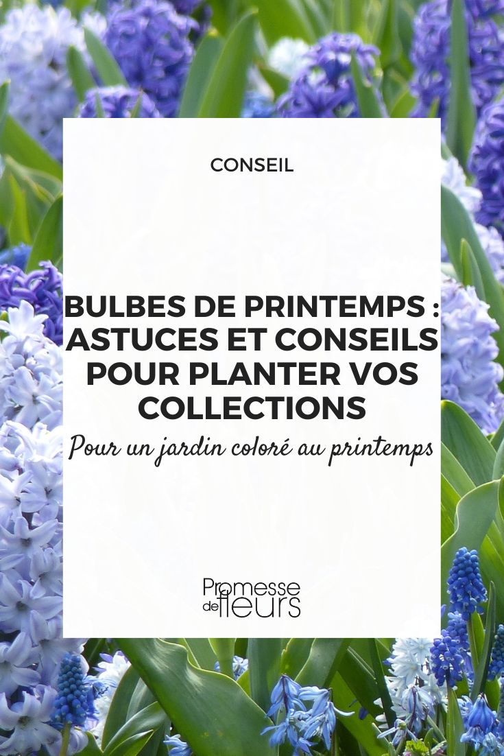 Planting collections of bulbs in spring.