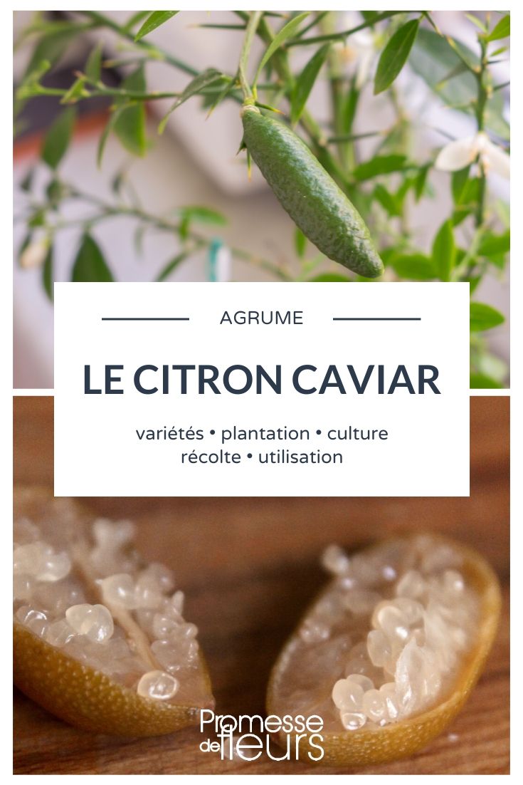 Finger Lime: Planting, Cultivating, Harvesting