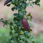 Finger lime: to plant, to grow and to harvest