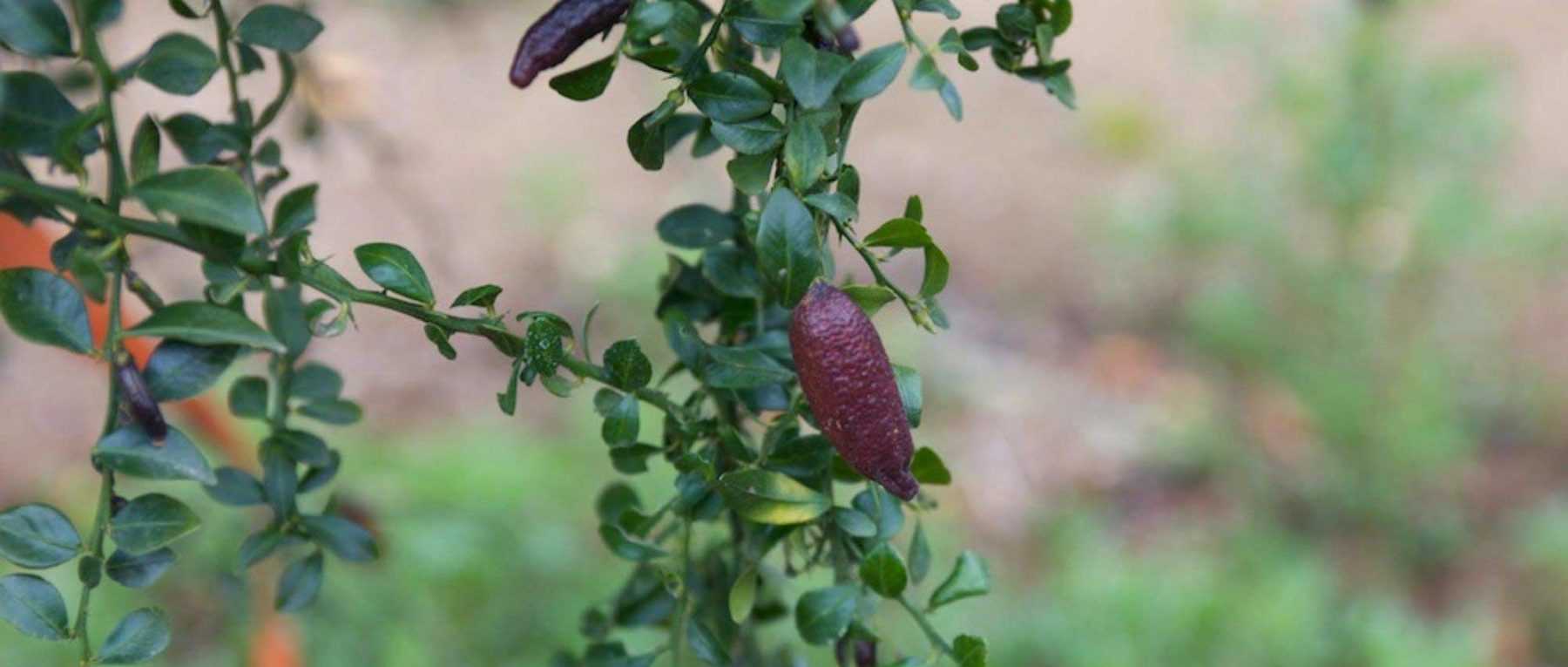 Finger lime: to plant, to grow and to harvest