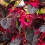 Red flowers: 8 bushes you must have in your garden