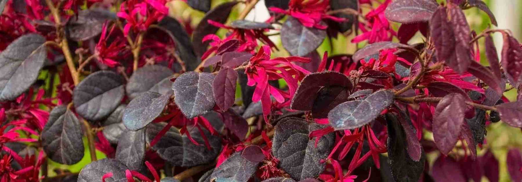 Red flowers: 8 bushes you must have in your garden