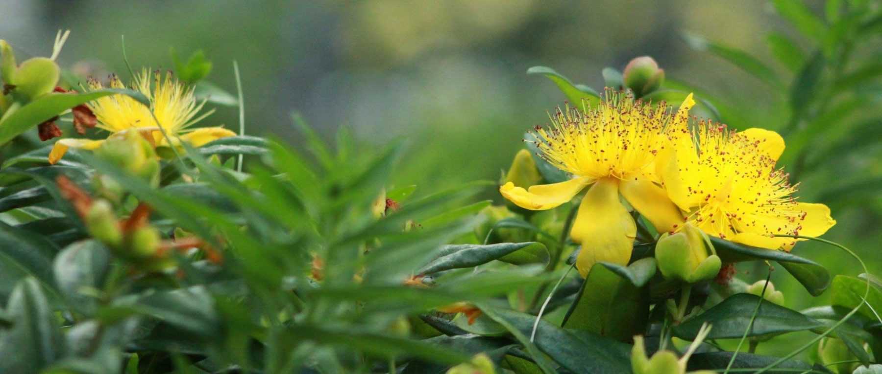 St John's wort, <em>Hypericum</em>: which variety to choose?