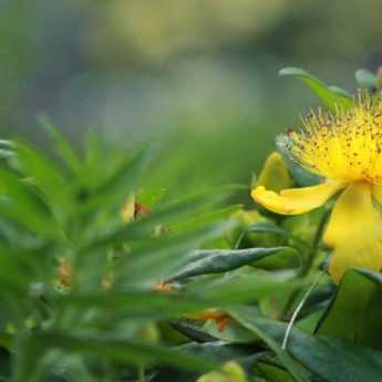 St John's wort, <em>Hypericum</em>: which variety to choose?