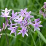 <em>Tulbaghia</em>: to plant, to grow and to care for